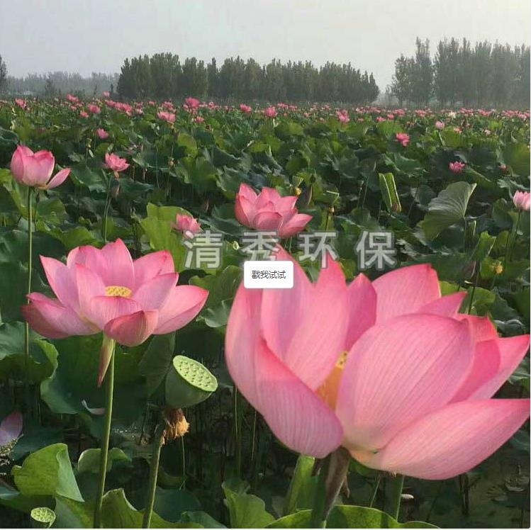 荷花苗種植各方面的要求有哪些？